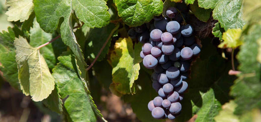 El tipo de uva y el vino: influencia y características