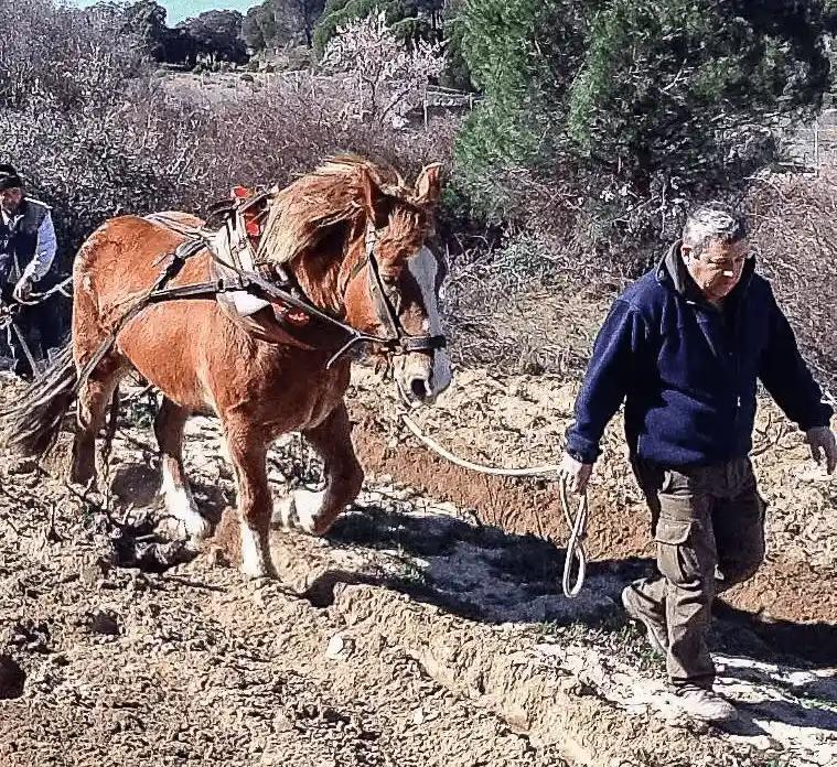 Comprar vinos de pequeños productores en Madrid