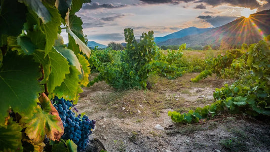 Viñas de garnacha en Gredos